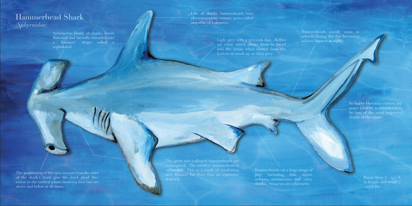 Hammer Head Shark / BYE MY NAKED | The Domestic