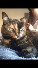 Cat & Bird Portraits